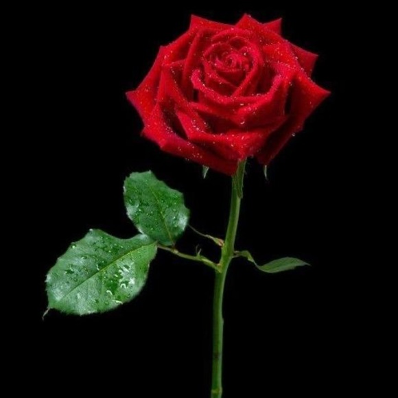 Meet your Posher, Ara - Picture 1 of 1